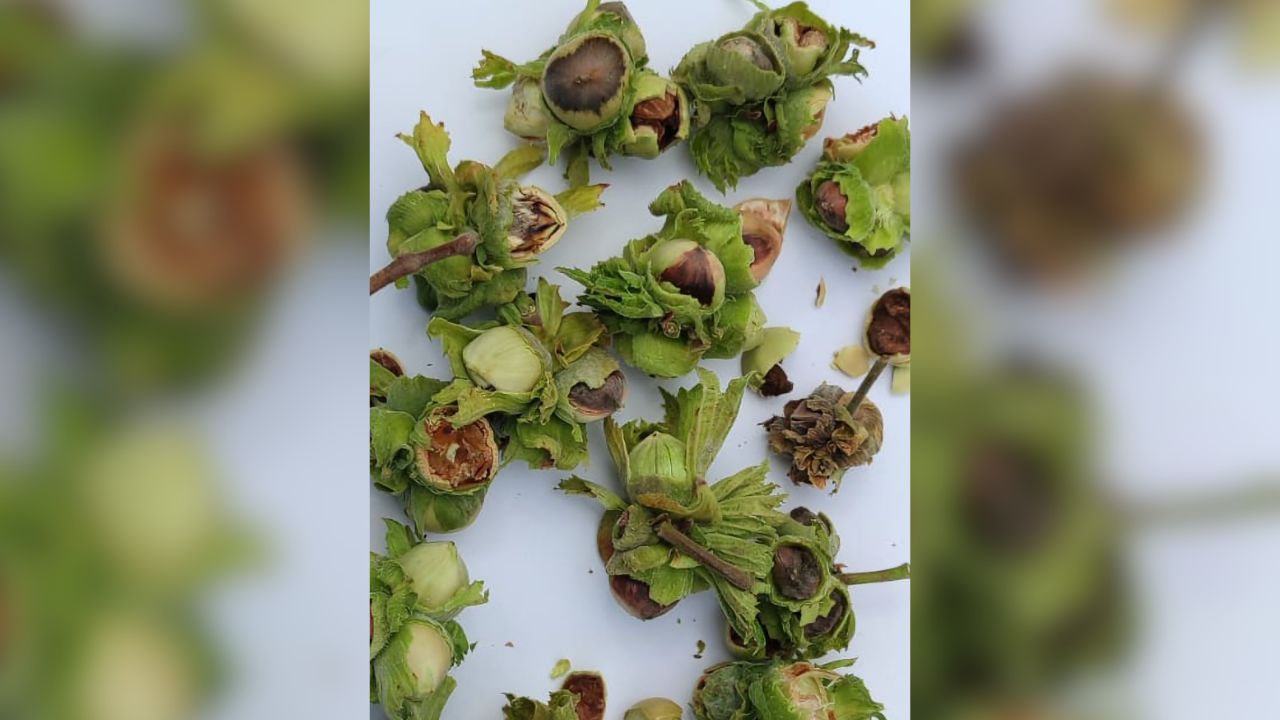 Akçakoca'da Fındıkta Büyük Şok Ürün Kalitesi Düşük, Fiyatlar Çakıldı