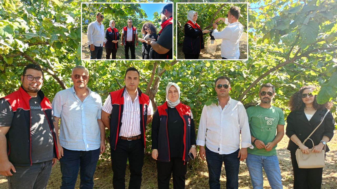 Akçakoca'da Rekolte Çalışmaları Başladı Külleme Hastalığı ve Kuraklık Etkileri Gözlendi