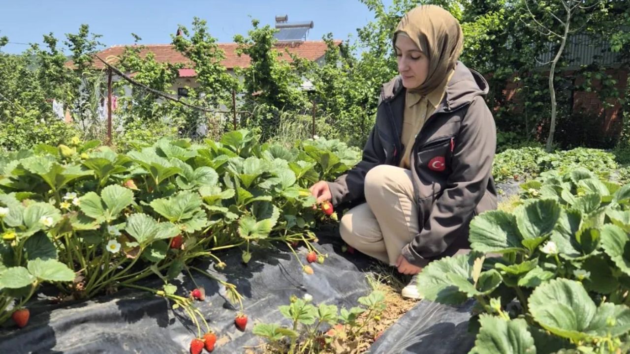DÜZCE'DE ÇİLEK HASADI YÜZ GÜLDÜRDÜ
