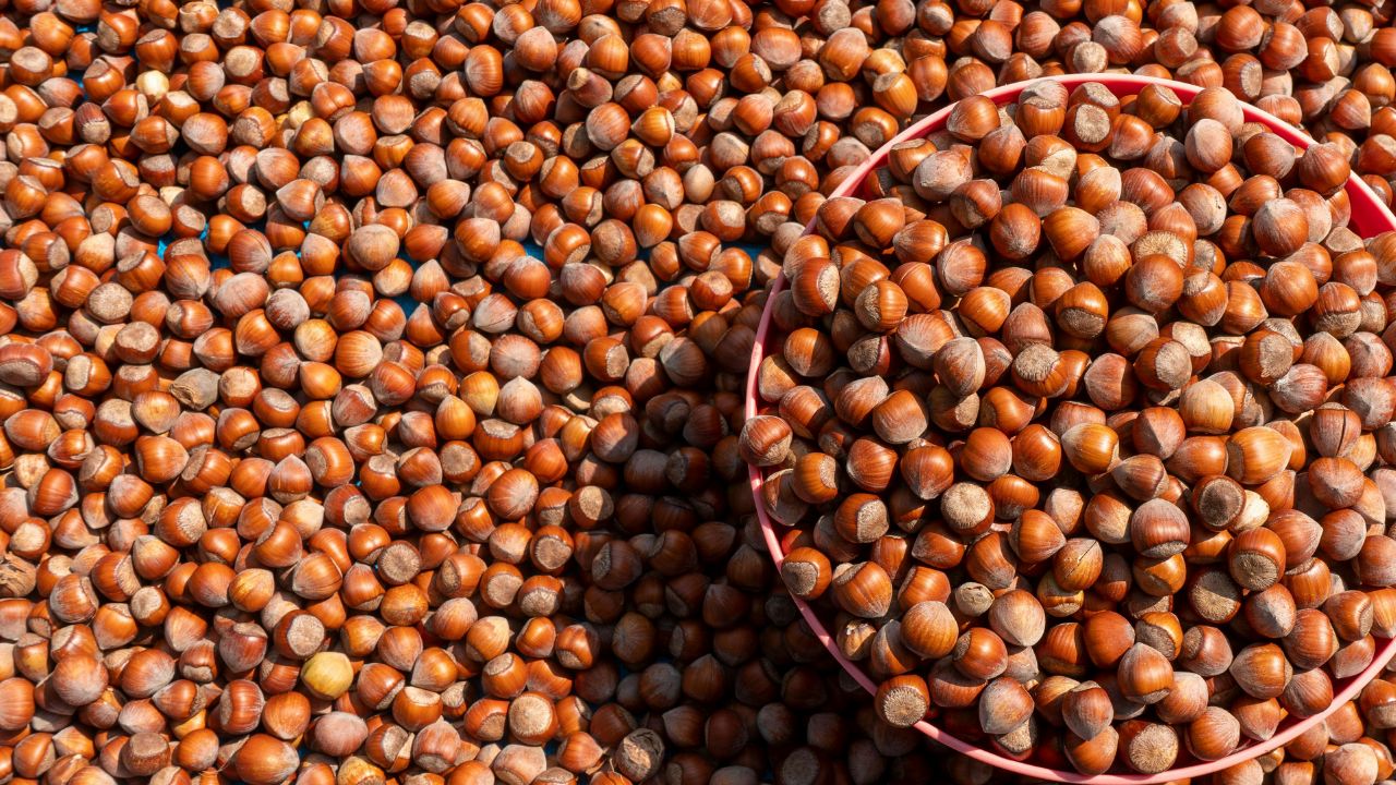 Düzce'de Fındık Fiyatları Yükselişini Sürdürüyor