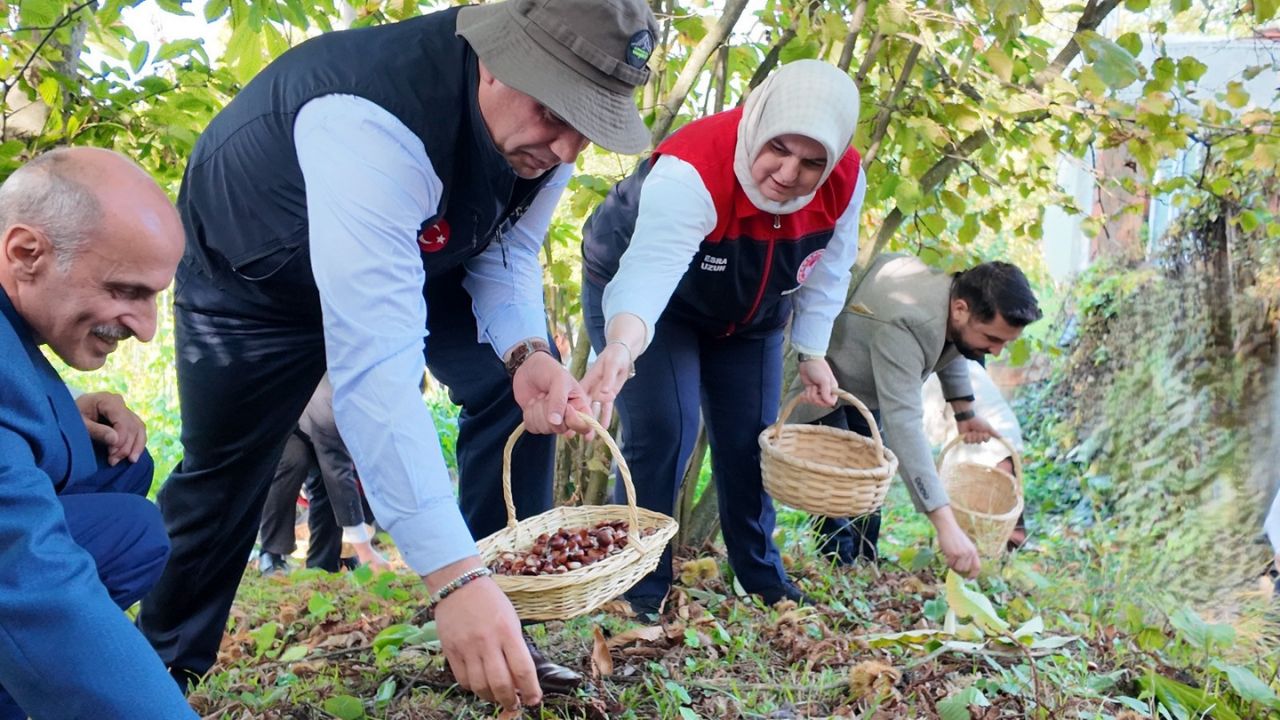 Düzce'de ''Kestane Hasat Şenliği'' Coşkusu