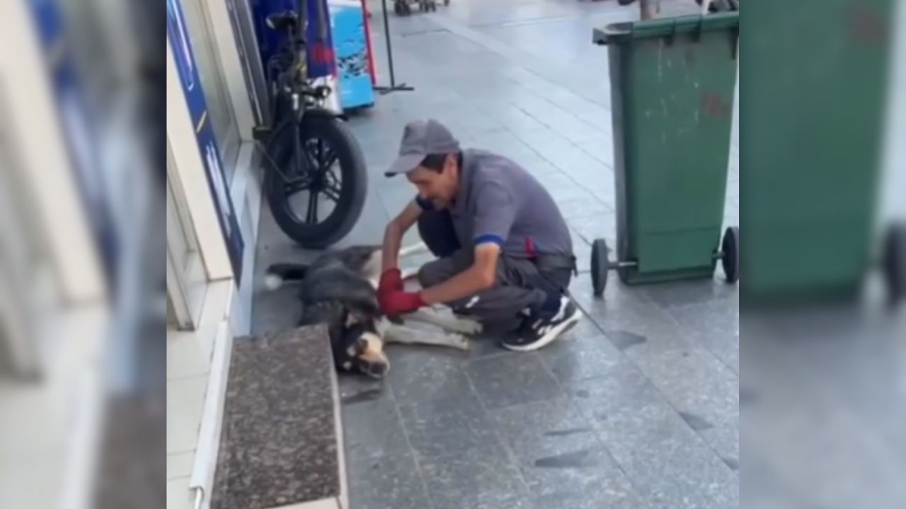 Düzce'de Sokak Köpeği Olayı Sosyal Medyada Gündem Oldu, Başkan Özlü'den Sevgi Mesajı