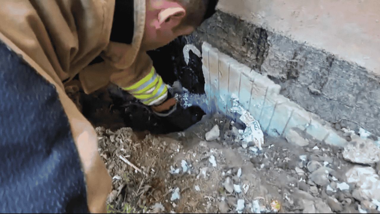 DÜZCE'DE YAVRU KEDİ VE KARGA KURTARMA OPERASYONU