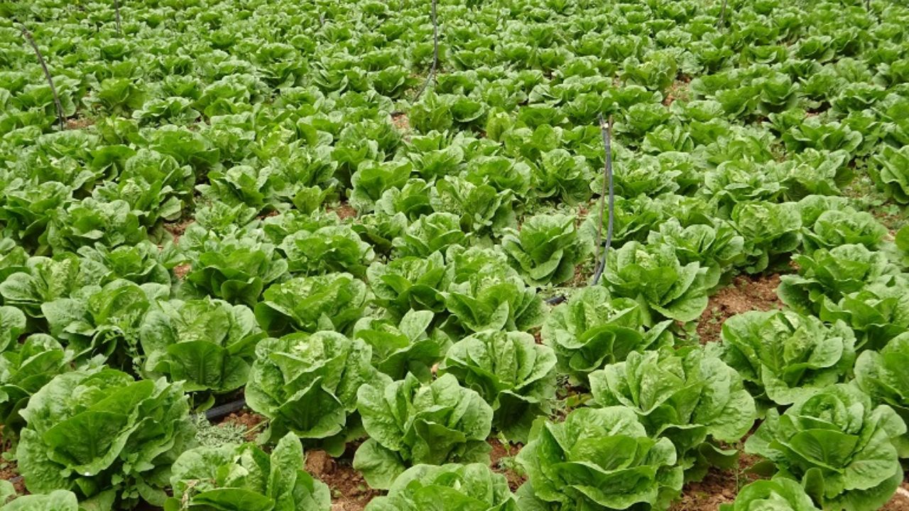 Düzce'dee Marul Üretimine Bakanlık Destekli Yeni Hamle