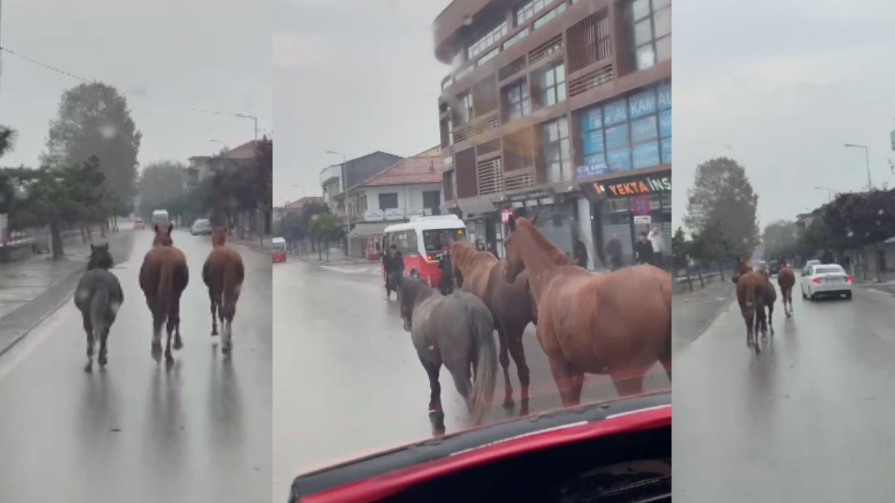 Düzce Merkezde Şehir Ortasında Başıboş Atlar Alarmı !