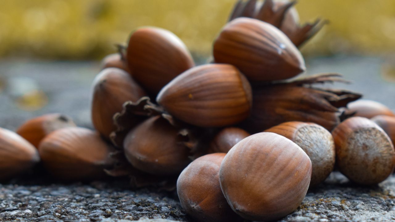 Düzceli Çiftçiler Güncel Fiyatları Takip Ediyor Fındık Piyasasında Artış