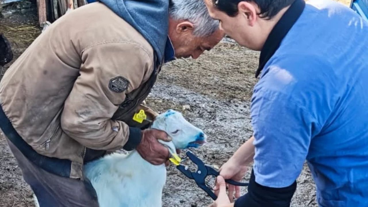 Gökçeağaç'ta Küçükbaş Hayvanlara Küpe Uygulaması Yapıldı