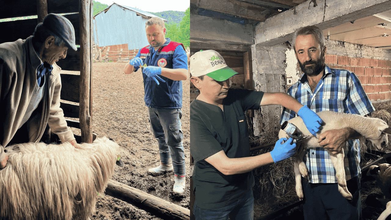 YIĞILCA'DA KOYUN-KEÇİ ÇİÇEĞİ HASTALIĞINA KARŞI AŞILAMA SEFERBERLİĞİ