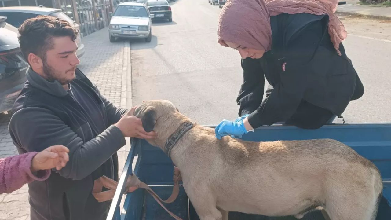 Yığılca'da Sahipli Hayvanlara Kimliklendirme ve Kuduz Aşısı Uygulaması Sürüyor