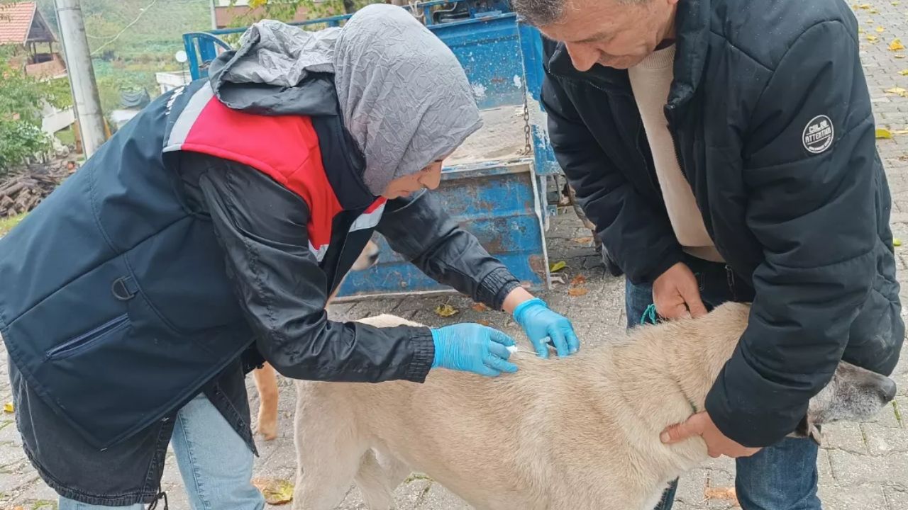 Yığılca'da Veteriner Hekimler Sahada